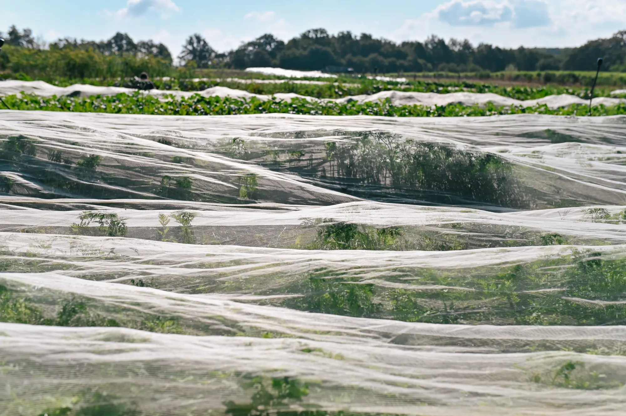Vegetable rows under white netting, with woods behind
