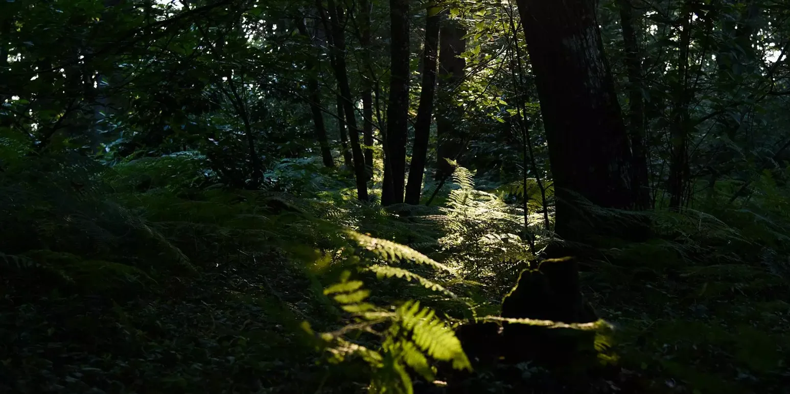 Fougères et sous-bois éclairés par le soleil, dans la forêt du domaine