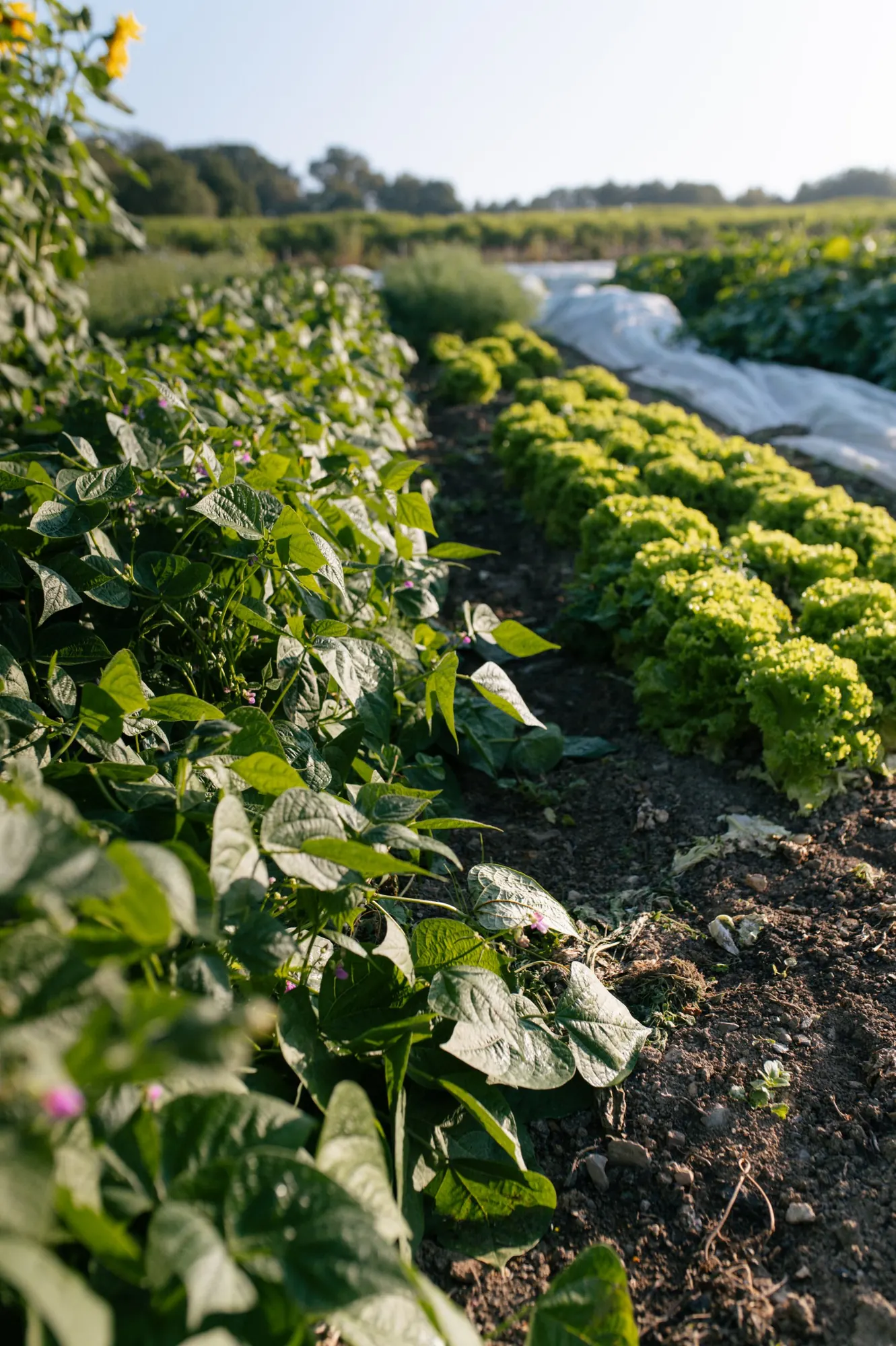 Rows of green beans and lettuce in the market garden